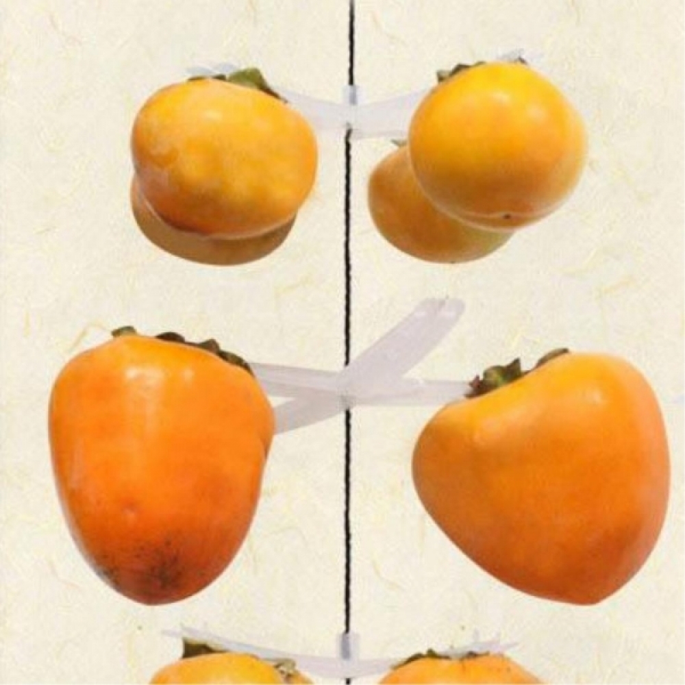 화이트 곶감걸이 4개걸이 25개 반건시곶감 감말리기