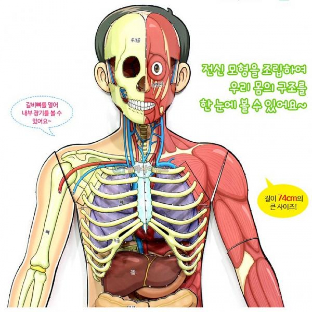 인체의 신비 인체전신 입체모형(1인)