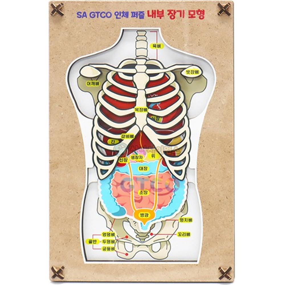 GTCO 인체 퍼즐 내부장기모형(3pcs)(1인용)